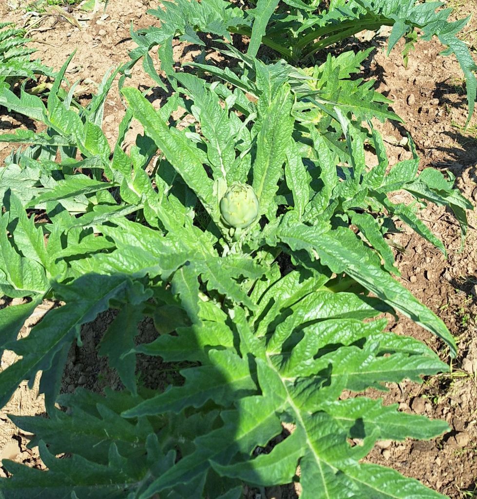 20250514_1158439144028039854267086