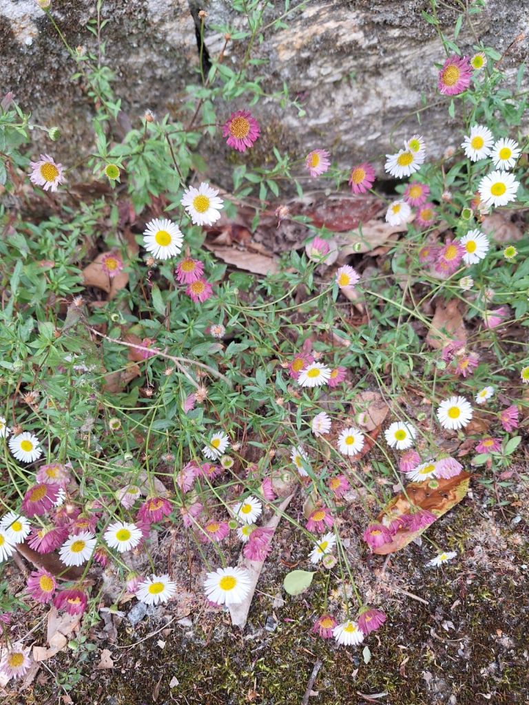 img-20250604-wa0010824409757860486895